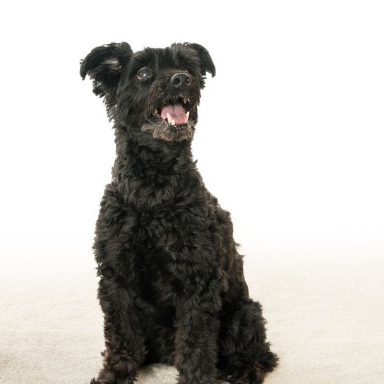 Petit chien noir issu d'un mélange de Yorkshire Terrier et de caniche standard, chien à poils courts, mélange hybride, chien hybride, chien design, le Yorkiepoo convient aux personnes souffrant d'allergies.