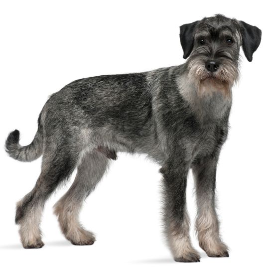 Standard Schnauzer, 9 hónapos, fehér háttér előtt állva