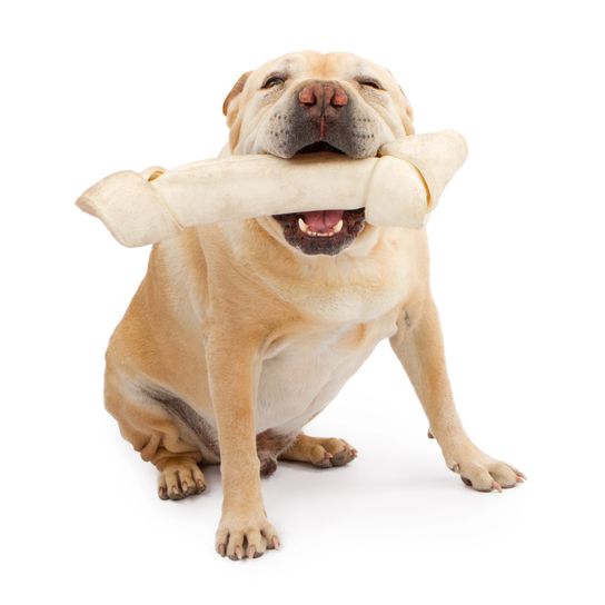 Egy nagy angol bulldog és egy kínai shar-pei keverék egy nagyon nagy nyersbőr csonttal a szájában.