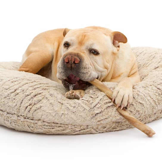 Egy angol bulldog fekszik egy ágyon, és egy bully botot rágcsál, nyállal a szájában.
