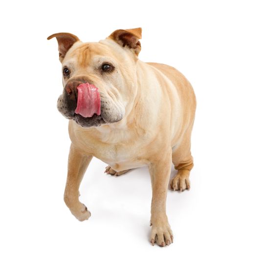 Egy aranyos angol bulldog és egy kínai shar-pei keverék kutya kinyújtott nyelvvel közeledik az ételhez.