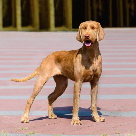 A drótszőrű vizsla a parkban áll.