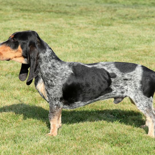 A kék Gascony Basset portréja a kertben