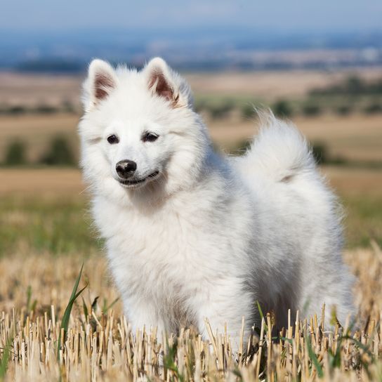 Egy szép német spitz portréja