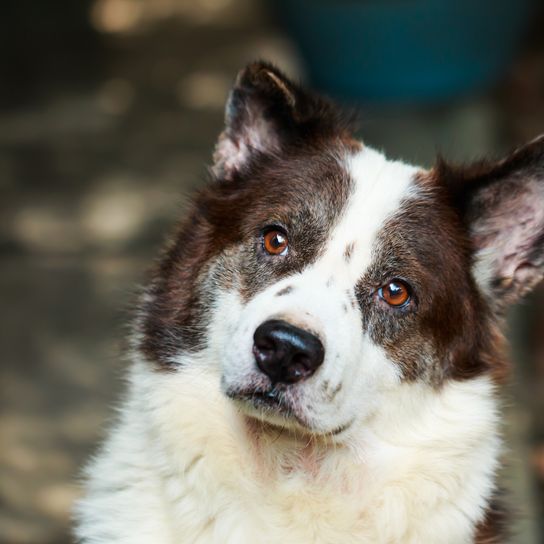 Portré egy thaiföldi Bangkaew kutya