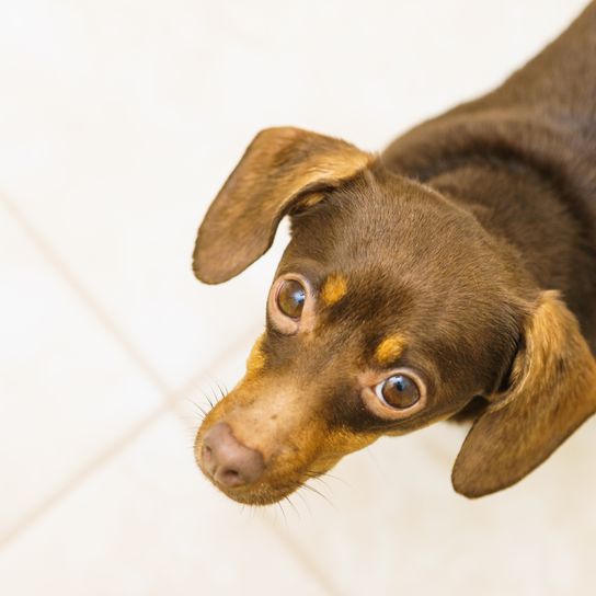 A tacskó felülnézetből Állatok otthon. Közelkép tacskó chihuahua és shih tzu korcs kutya portré belső nézet felülnézetből