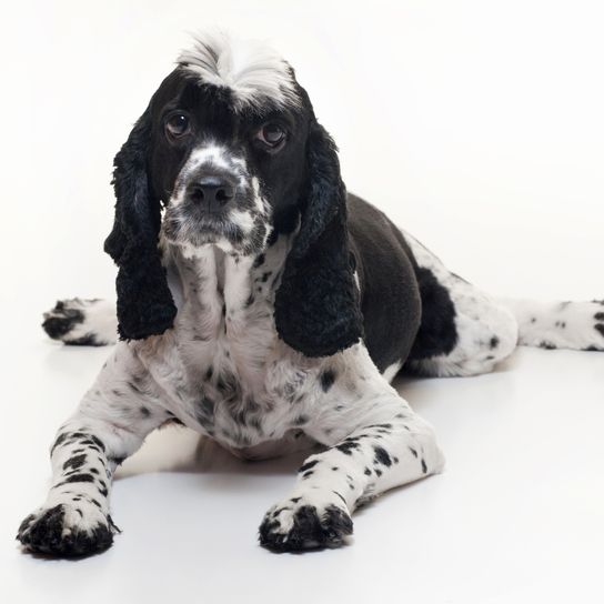 Egy Cockalier spániel kutya (félig Cocker spániel, félig Cavalier King Charles spániel) fekszik és néz felfelé. A stúdióban készült elszigetelt fehér háttér előtt.