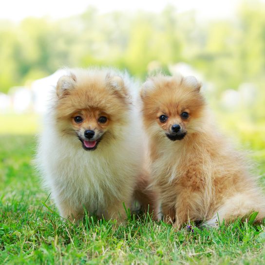 A miniatűr spitz kutyafajta Két miniatűr spitz fajta kutyája a zöld fűben