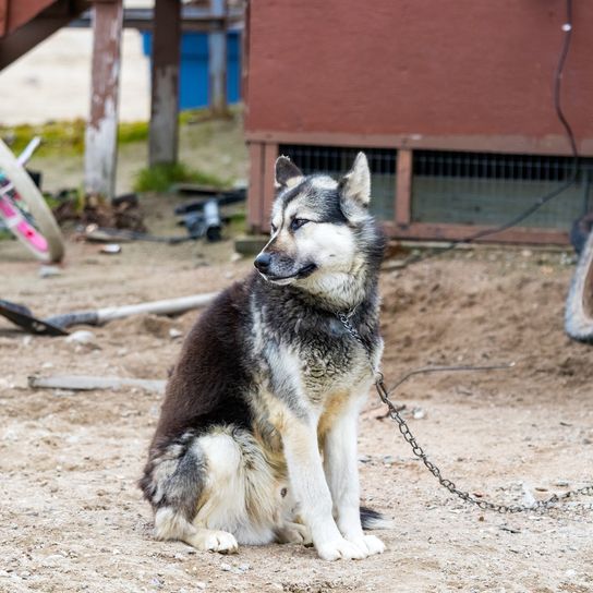Egy kanadai sarkvidéki eszkimó kutya áll a kanadai Nunavutban, Clyde Riverben.