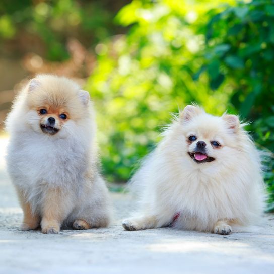 Kutyafajta Miniature Spitz Két miniatűr spitz fajta kutyája egy betonpályán