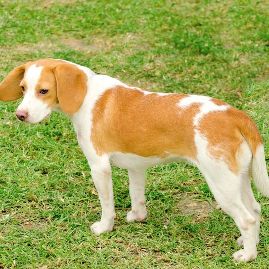 Egy fiatal, csinos, fehér és narancssárga isztriai rövidszőrű kopó kiskutya áll a gyepen. Az isztriai rövidszőrű kopó nyúl- és rókavadászatra használt szimatoló kutya.