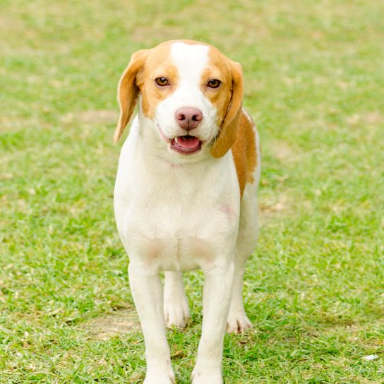 Egy fiatal, csinos, fehér és narancssárga isztriai rövidszőrű kopó kiskutya áll a gyepen. Az isztriai rövidszőrű kopó nyúl- és rókavadászatra használt szimatoló kutya.