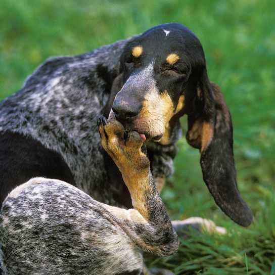 Nagy Kék Gascony Hound, kutya nyalogatja a mancsát