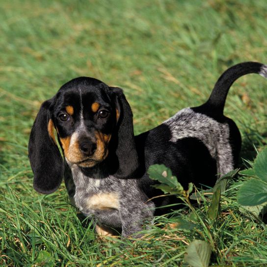 Gascony Blue Basset vagy Basset Bleu de Gascogne kutya, kölyök áll a fűben