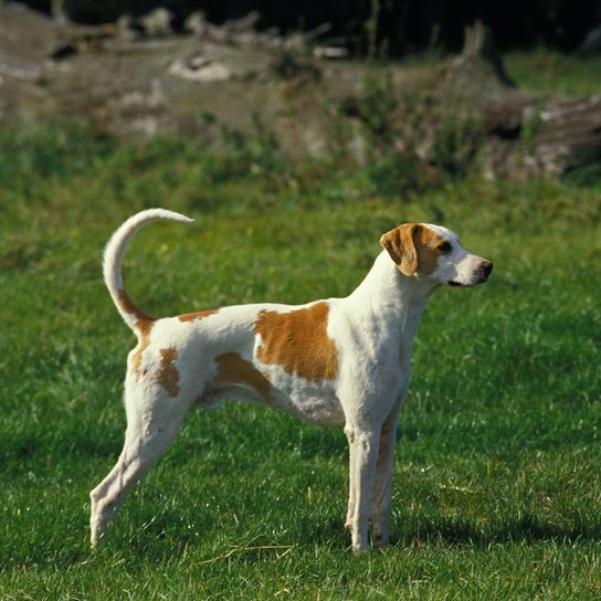 Nagy angol-francia fehér és narancssárga kutya, kutya áll a fűben
