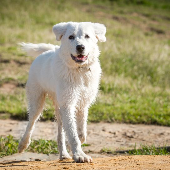 Maremmano Abruzzese juhászkutya a természetben nyáron