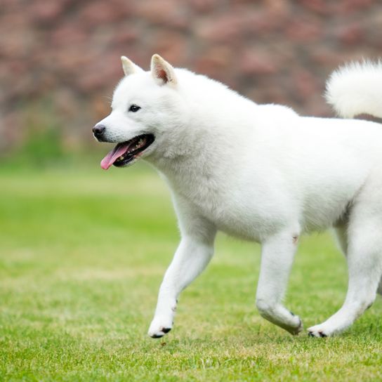 Fehér hokkaidói kutya gyorsan fut