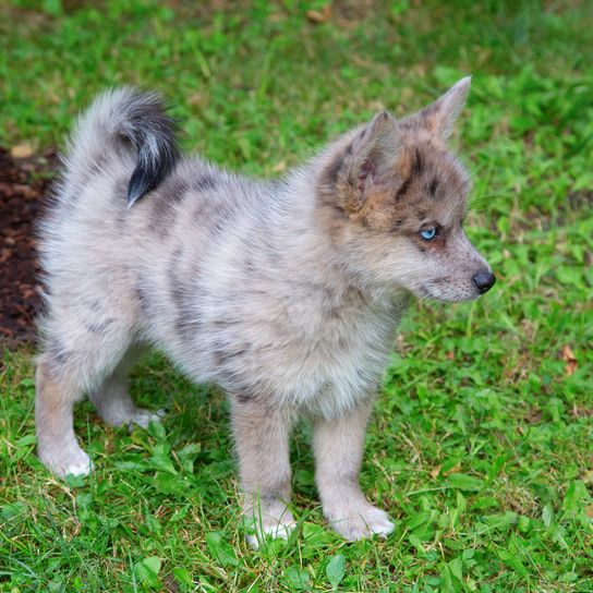 Imádnivaló kék szemű Pomsky kiskutya. A pomsky egy ember által létrehozott fajta, a szibériai husky és a pomerániai keveréke.