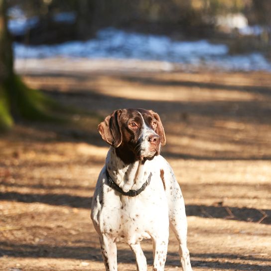 Öreg dán mutató kutya az erdei ösvényen télen