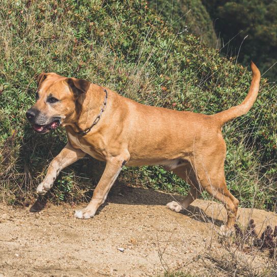 Uruguayi Cimarron fajtájú kutya vadászik a terepen. Nagyvad vadászat koncepciója