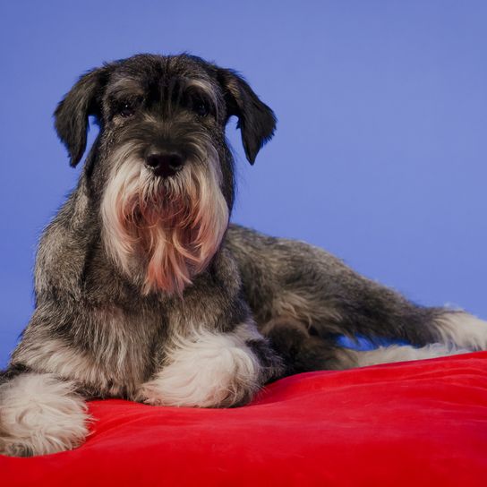 A schnauzer a mellső mancsaival egy piros párnán fekszik. Háziállat a stúdióban kék háttéren. Közelkép