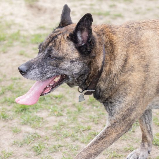 Boldog nagy husky-boxer keverék kutya sétálni megy a parkba pórázon kívülre