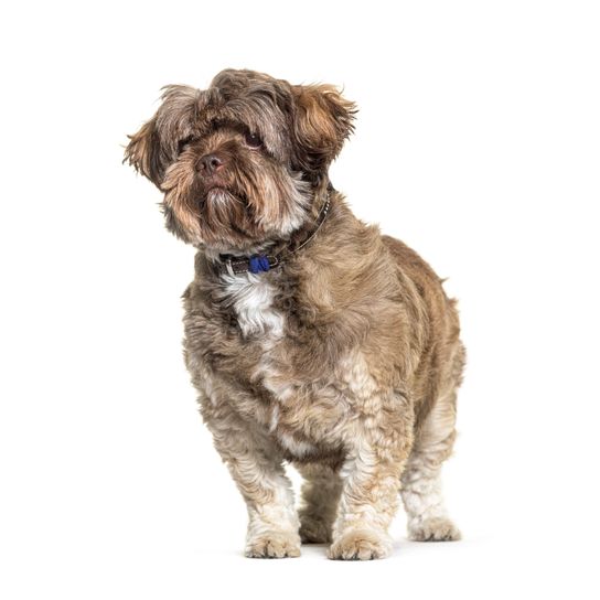 A Shichi kutya egy Shih Tzu-Chihuahua keverék. Álló és elszigetelt fehér színben A Shichi kutya egy Shih Tzu-Chihuahua keverék. Álló és elszigetelt fehér színben