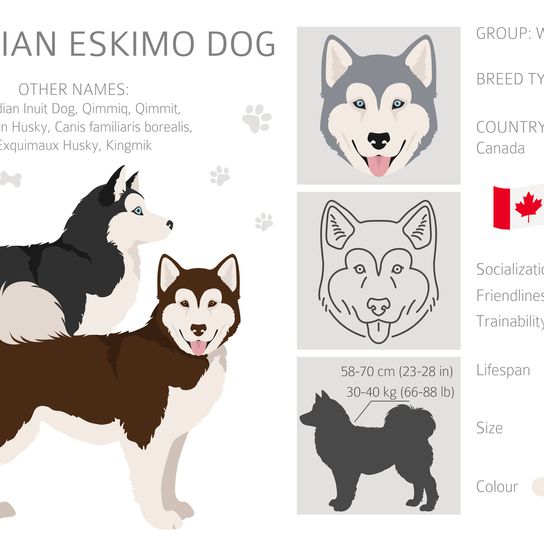 Kanadai eszkimó kutya clipart. Különböző pózok, szőrszín.  Vektoros illusztráció