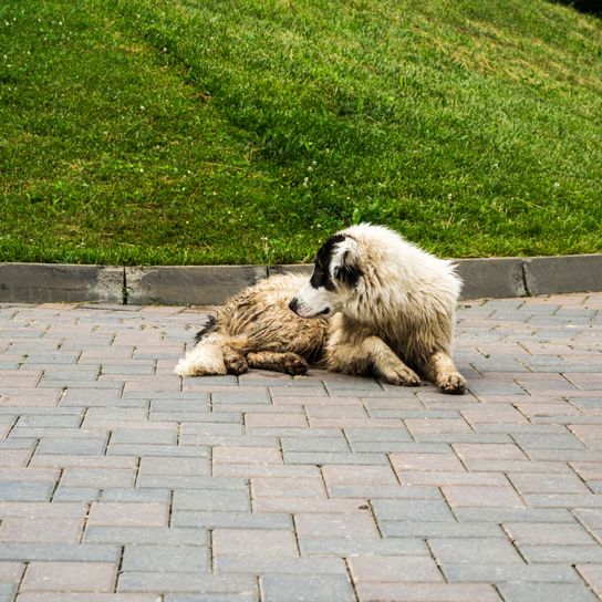 A bukovinai juhászkutya. Nagy biztonsági pásztorkutya.
