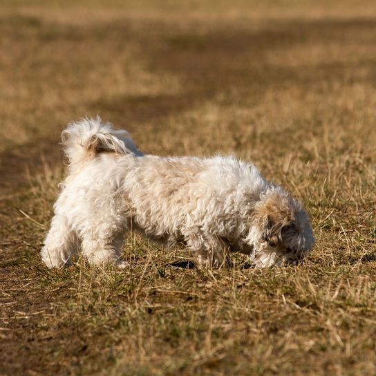 Egy kis Shih Tzu/Chihuahua keverék kutya sétál a parkban. Egy kis Shih Tzu/Chihuahua keverék kutya sétál a parkban.