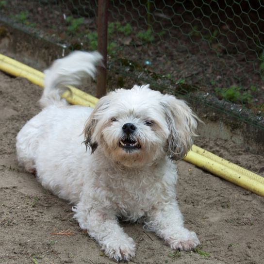 Egy kis keverék kutya (Shih Tzu/Chihuahua) fekszik a padlón és pihen. Egy kis keverék kutya (Shih Tzu/Chihuahua) fekszik a padlón és pihen.