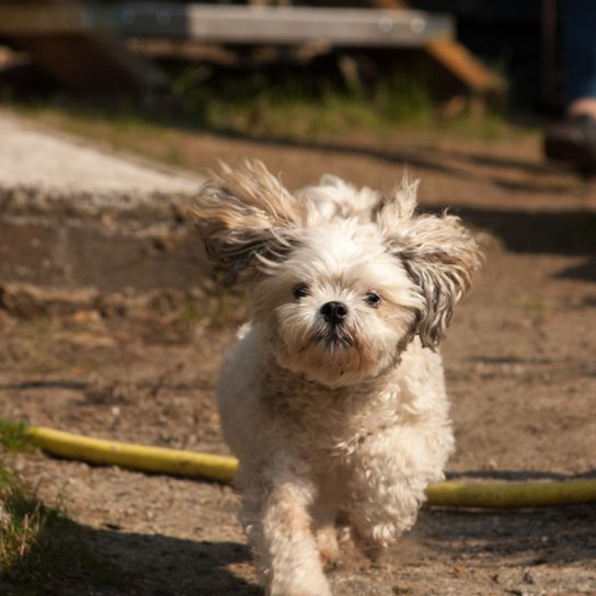 Egy kis keverék kutya (Shih Tzu/Chihuahua) sétálni megy a parkban. Egy kis keverék kutya (Shih Tzu/Chihuahua) sétálni megy a parkban.