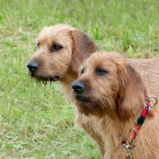 Két stájer drótszőrű kutya