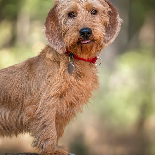 Basset Fauve de Bretagne felegyenesedve áll egy fatörzsön, és boldogan néz a kamerába az erdőben.