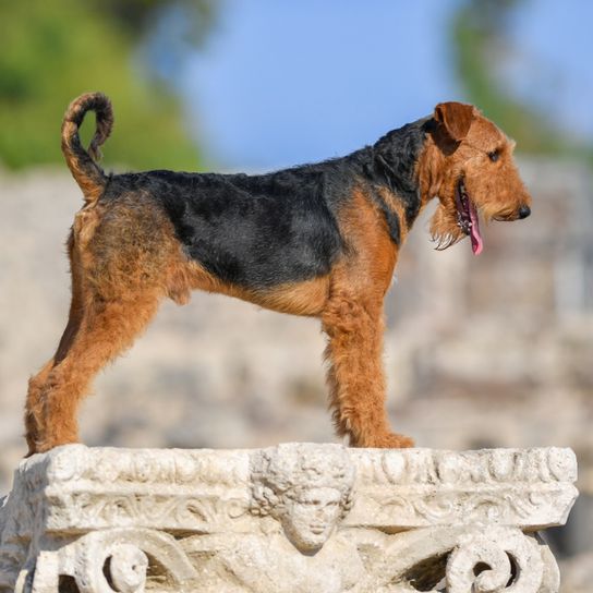 Airedale terrier portréban egész testével, Airedale terrier kutya hím, göndör farokkal és hegyes fülekkel, nagy barna kutya, hullámos szőrrel.