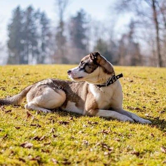 Hund, Himmel, Fleischfresser, Baum, Pflanze, Hunderasse, Rehkitz, Begleithund, Gras, Wiese,