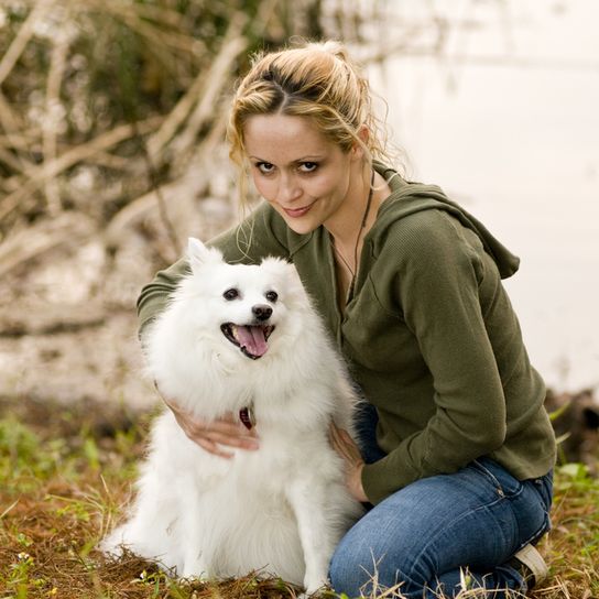 Amerikai eszkimó kutya miniatűr, fehér kutya hosszú szőrrel, fehér szőr a kutyán, kis kutya, amerikai spitz, amerikai spitz