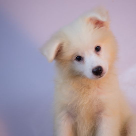 Amerikai eszkimó kutyakölyök, kis fehér kölyök hosszú szőrrel és szúrós fülekkel.