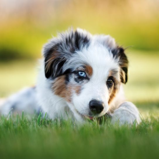 Ausztrál juhászkutya kölyök fekszik a fűben és rág valamit, fehér barna fekete Aussie kék szemmel, kék merle kutya, Ausztrál juhászkutya merle kölyök, két szem színű kutya, nagy kutyafajta, juhászkutya, ausztrál kutyafajta, színes kutya