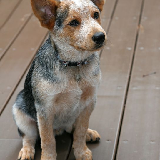 Ausztrál szarvasmarha kutya kölyökkutya ül a teraszon, kis barna fekete fehér kutya foltokkal és szúrós fülekkel, ausztrál kutyafajta