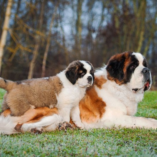 Kutya, emlős, gerinces, kutyafajta, Canidae, bernáthegyi, ragadozó, társas kutya, bernáthegyi kölyökkutya anyjával a mezőn az erdő előtt.