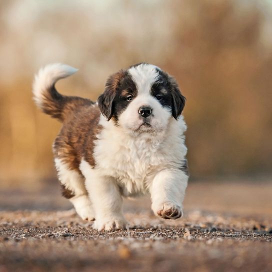 Kutya, emlős, gerinces, kutyafajta, Canidae, kölyökkutya, húsevő, Szent Bernárd, pireneusi masztiff, barna és fehér bernard kölyökkutya sétál át az úttesten.