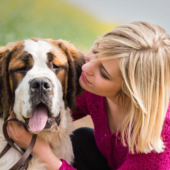 kutya, emlős, gerinces, kutyafajta, canidae, óriás kutyafajta, st. bernard, húsevő, sportoló csoport, szent bernard, szőke nővel és pórázzal ölelkezik