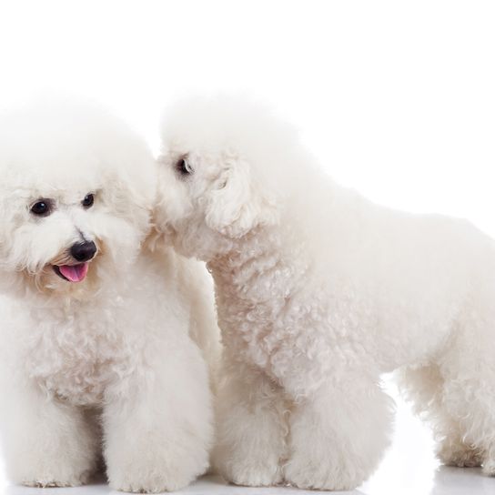 Bichon Frise fehér kutya Bichon Frise, kis fehér kutya fürtökkel, pudlihoz hasonló kutya, társas kutya, idősek kutyája