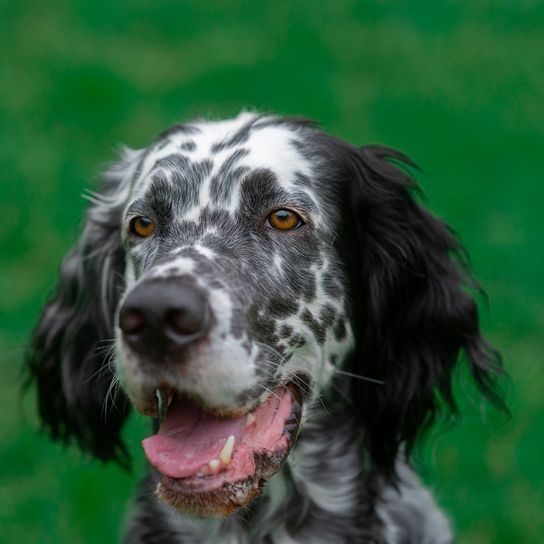 fekete pöttyös angol szetter nézi a kamerát és nevet, kutya a fűben, kutya fekete pöttyökkel, kutya hasonló Golden Retriever, vadászkutya, gyönyörű kutya, aranyos kutyafajta