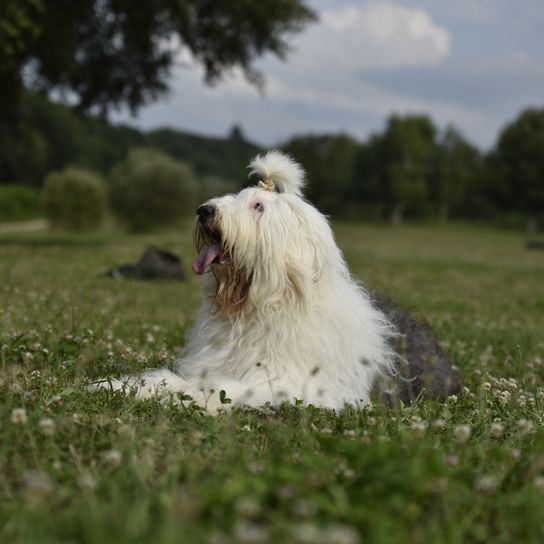 Bobtail kutya fekszik a gyepen, nagy fehér kutya szürke foltokkal és nagyon hosszú szőrrel.