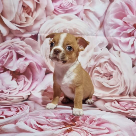 Kutya, kutyafajta, húsevő, szirom, lila, rózsaszín, társas kutya, őz, virág, haszonállat,