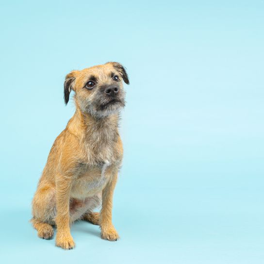 Boder terrier ül kék háttéren, kutya billenő fülekkel és durva szőrrel, kis barna kutya, kis barna kutya
