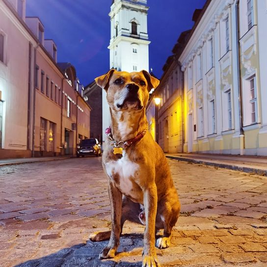 Hund, Himmel, Gebäude, Hunderasse, Fleischfresser, Fenster, Begleithund, Kitz, Straßenbelag, Bodenbelag,