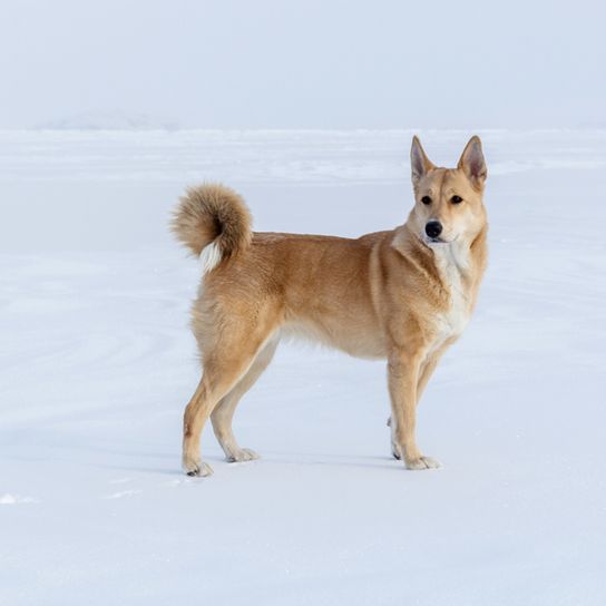Kánaáni kutya piros fehér hóban, göndör farok, kutya göndör farokkal, kutya, amely piros, kutya hasonló Shiba optikai, barna fehér kutya álló fülekkel, Isrealspitz, izraeli kutyafajta, nagy kutyafajta, hegyes fülek, álló fülekkel